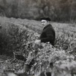 Morey Auguste vendanges