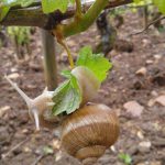 2015 escargot Morey