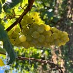 2024Chardonnay