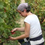Anne Morey vendanges