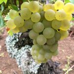 Chardonnay2017-1