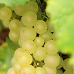 Chardonnay2017-3