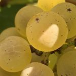 ChardonnayMacro2