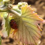 CoccinnellePetiteFeuille