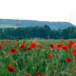 coquelicots clocher Meursault
