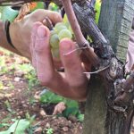 CueilletteChardonnay