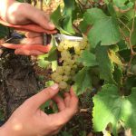 CueilletteChardonnay2