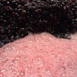 fermentation pinot