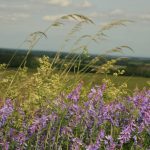 fleurs contour vignes