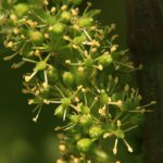 floraison vigne Morey