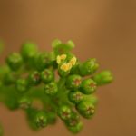 floraison premier grain Morey