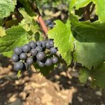 Vendanges 2025