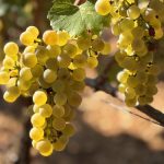 Vendanges 2025