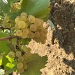 Vendanges 2025