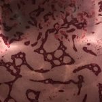 MoutRougeFermentation