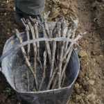 panier greffes vignes