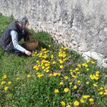 PissenlitsCueilletteAnneMorey