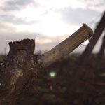 pleur vigne contrejour Morey