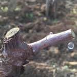 pleur vigne Anne Morey