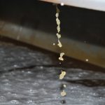 pressuragechardonnay