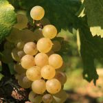 raisin chardonnay Meursault Morey