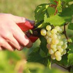 raisin chardonnay Anne Morey