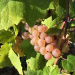 raisin dore Pierre morey