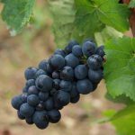 raisin pinot noir Pierre Morey