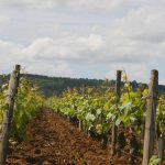 rangs laboures Morey