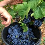 SeauPinot2019