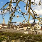 TerresBlanchesFleurs2019