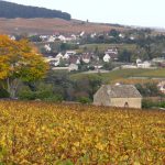 Meursault Tessons automne