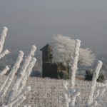 Meursault Tessons givre