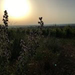 TessonsViperine2019-2