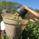 Vendanges2019Aligote-2