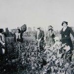 vendanges anciennes Morey Meursault