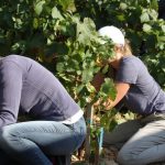 VendangesCoupeurs2018