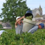 VendangesViderSeau18-1