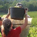 VendangesViderSeau18-3