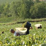 VendangesViderSeau18-4