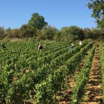 vendangeurs en action