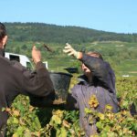 vendangeurspassentseau