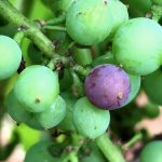 Veraison1