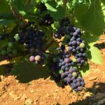 VeraisonGrappes