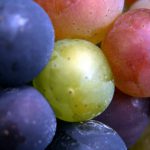 veraison pinot Morey