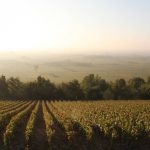 vue chaume Meursault