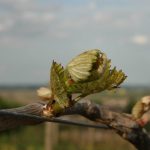 premiere feuille vigne Morey